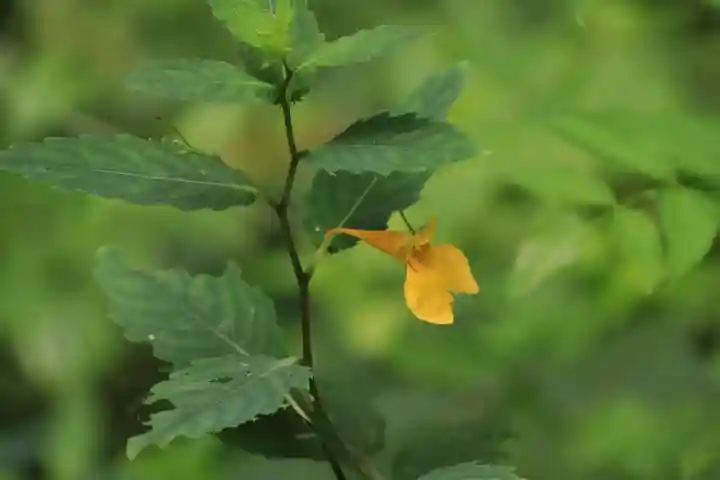鹿島大神宮の自然