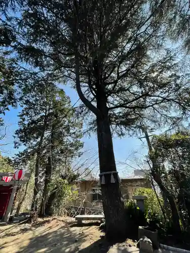 若光稲荷神社(曩祖八幡宮境内社)の自然