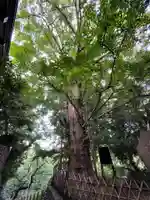 王子神社の自然