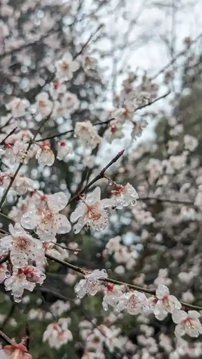 十輪寺(京都府)