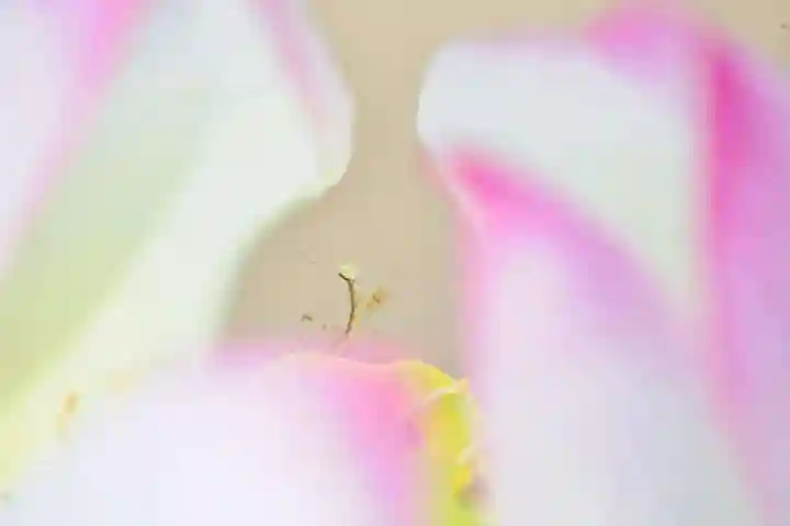 浄土寺(兵庫県)