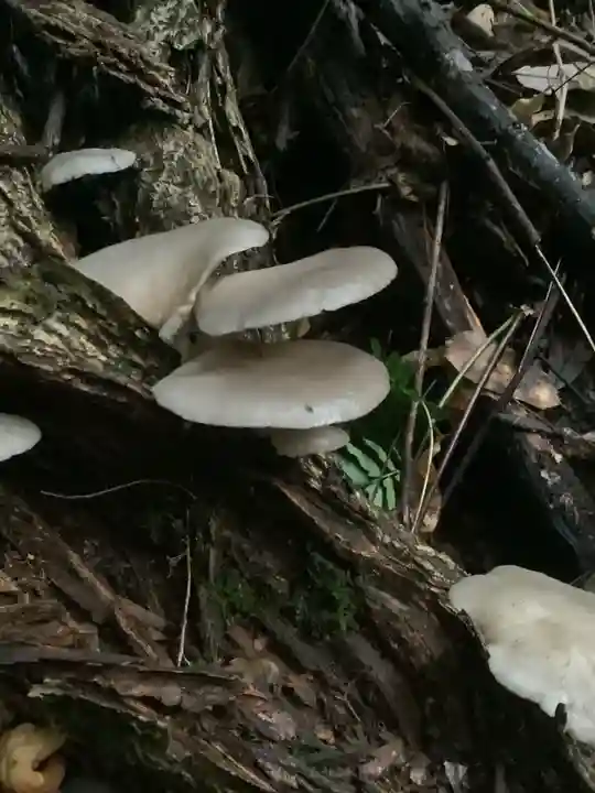 玉野御嶽神社(愛知県)