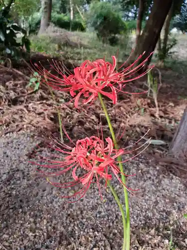 沙沙貴神社の自然