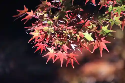 真照寺の庭園