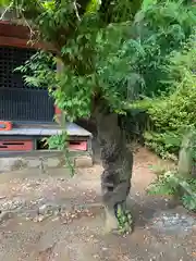 宇都宮神社の自然