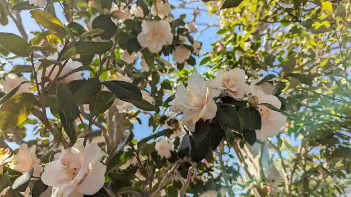 大松禅寺の自然