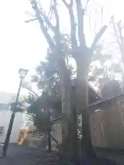 お三の宮日枝神社の自然