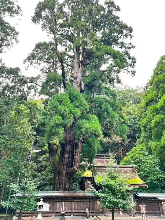 若狭姫神社(若狭彦神社下社)の自然