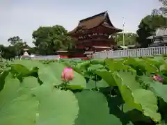 伊賀八幡宮の自然