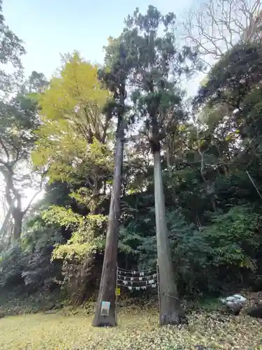 山の根熊野神社の自然