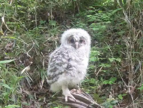 賀茂別雷神社(栃木県)