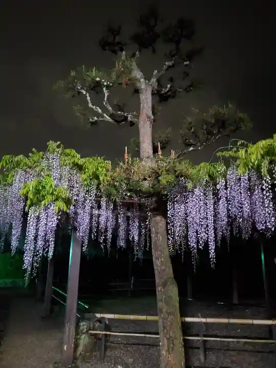 太巌寺(ふじの寺)の自然