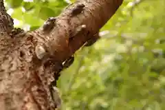 三津厳島神社の動物