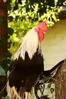 浪打八幡宮の動物