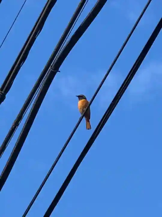 常陸国出雲大社の動物