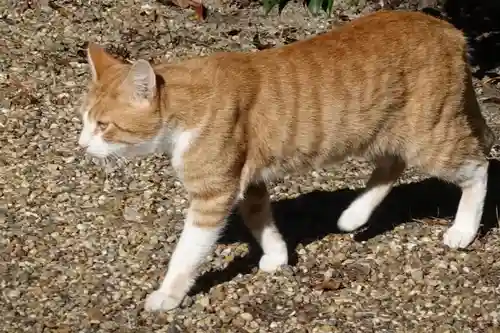 高山八幡宮の動物