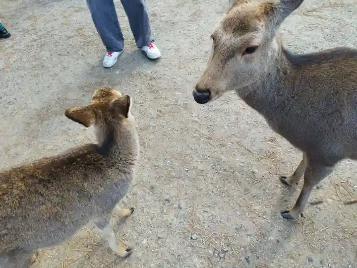 興福寺(奈良県)