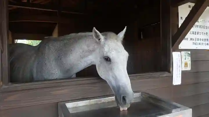 鹿児島神宮(鹿児島県)