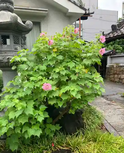 浜本山　源光寺(大阪府)