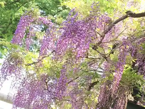 國領神社の自然