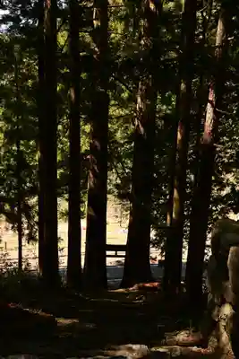 三所神社（桑の川の大杉）(高知県)