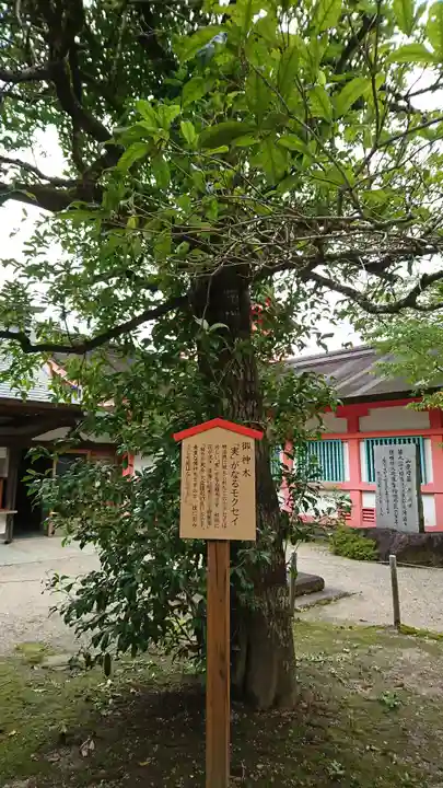 大宮神社の自然