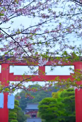 鶴岡八幡宮の自然