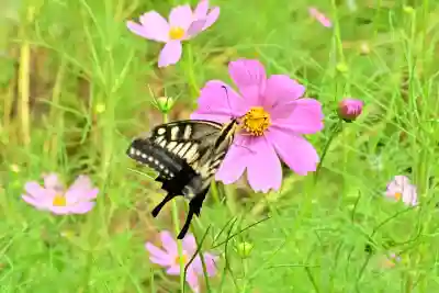 高龍神社(新潟県)