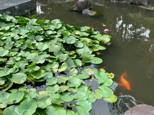 大生郷天満宮の動物