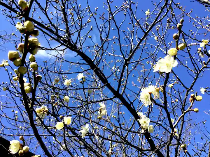 山王厳島神社の自然