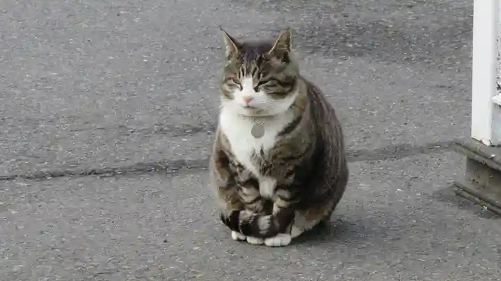 御誕生寺(猫寺)の動物