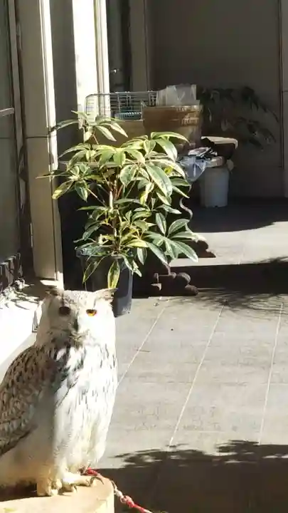 柏諏訪神社の動物