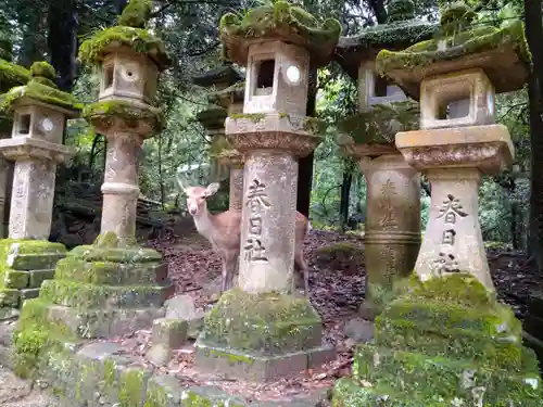 春日大社の動物