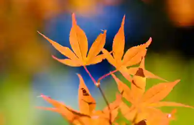 壇上伽藍(和歌山県)