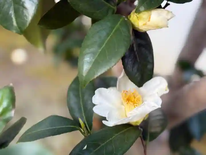 西方山極楽寺(岐阜県)