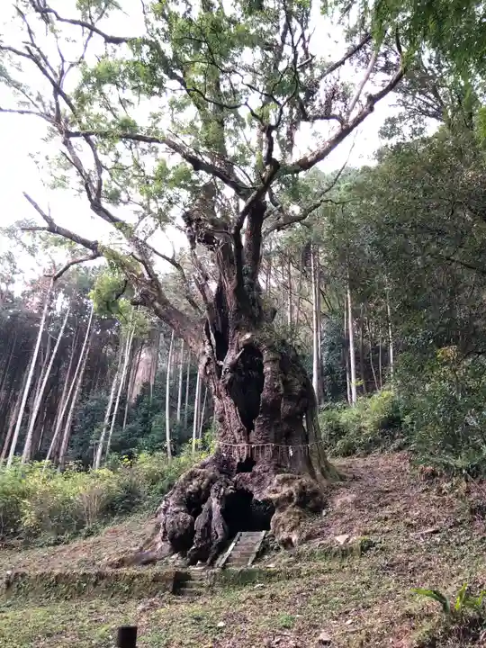 武雄神社の自然