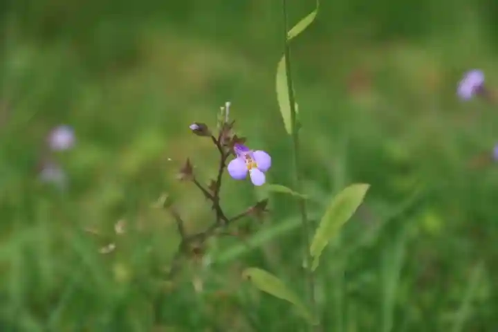 三春大神宮の自然