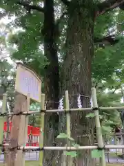 大垣八幡神社の自然