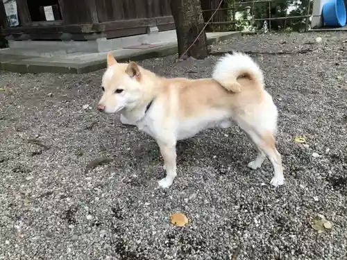 寒河江八幡宮の動物