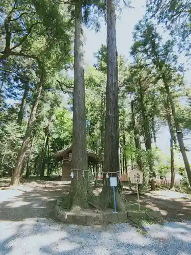 間々田八幡宮の自然