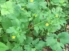 戸隠神社奥社の自然