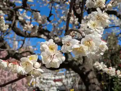 亀戸天神社の自然