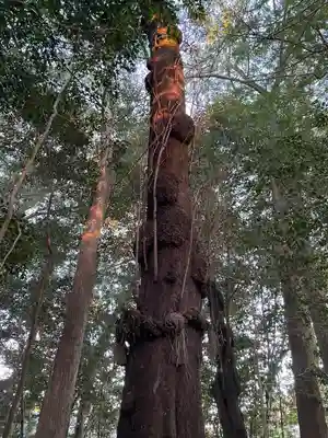 積田神社の自然