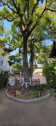 溝口神社の自然