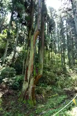 賀毗禮神宮の自然