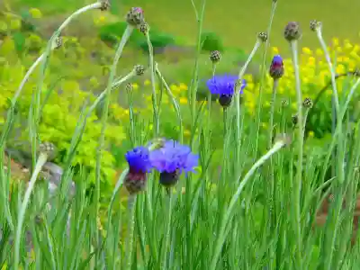 大御食神社の自然