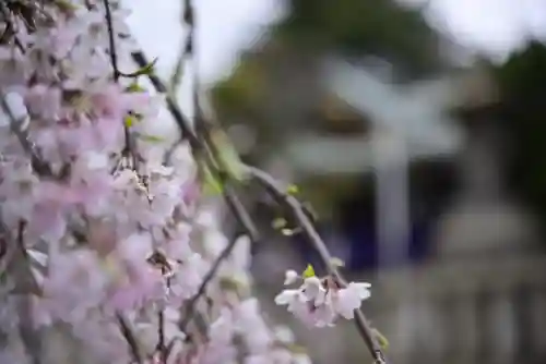 尾久八幡神社の自然
