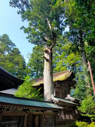 雄山神社前立社壇の自然