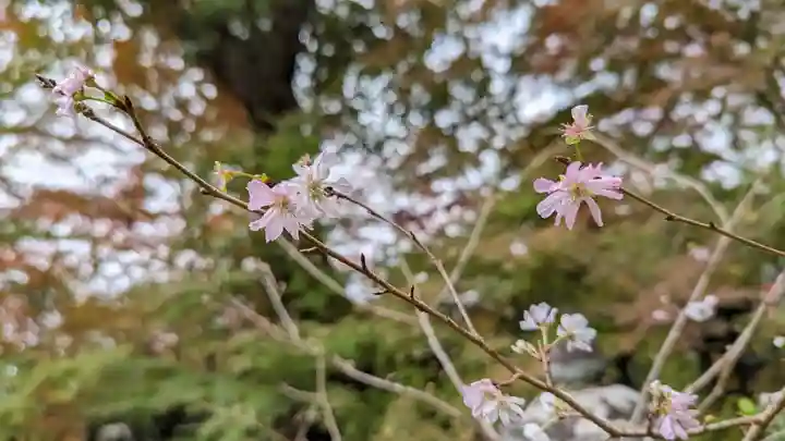 十輪寺(京都府)