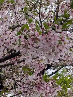 江ヶ崎八幡神社(神奈川県)